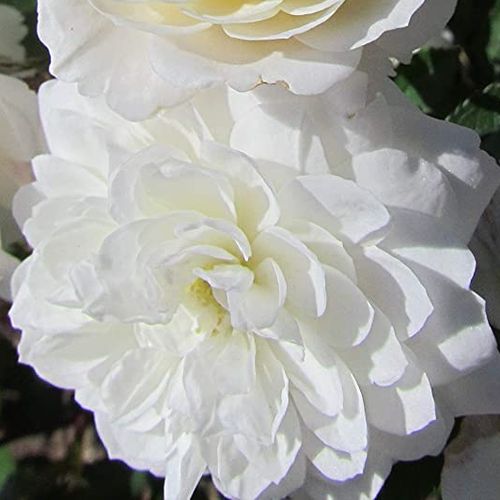 Rozenstruik - Webwinkel - Rosa Frothy - zacht geurende roos - Stamroos – Kleine bloemen - wit - Samuel Darragh McGredy IV.compacte kroonvorm - 0